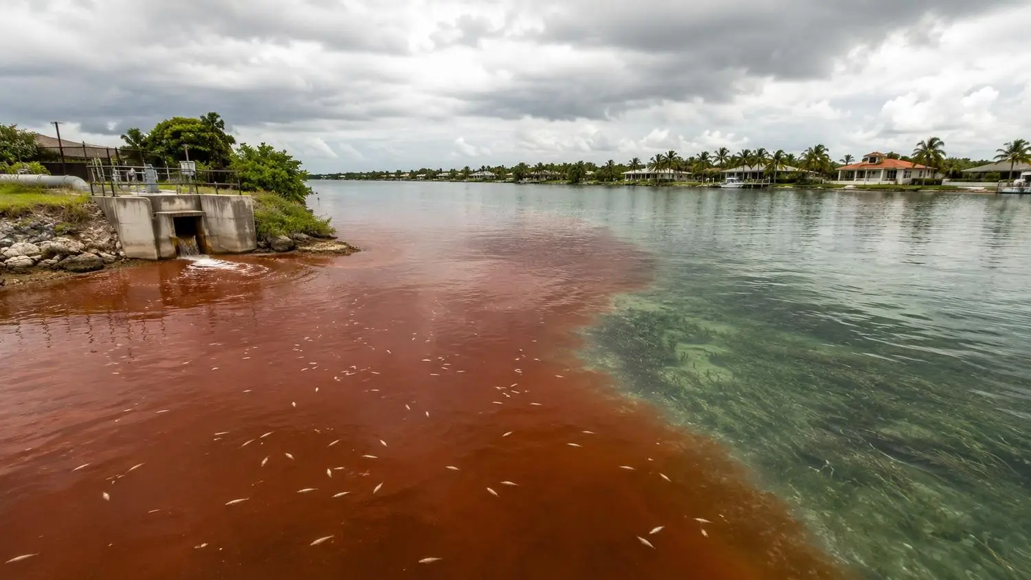 Florida coastal bay showing red tide algal bloom near a wastewater treatment plant outfall representing the nutrient connection evaluated by Modern Engineering Solutions.