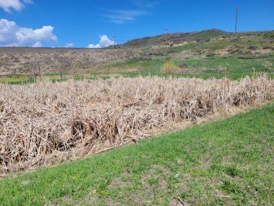 Town of Oak Creek Infiltration and Inflow (I&I) and Water Loss Analysis